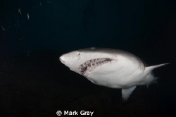 Big Boy GNS close up by Mark Gray 